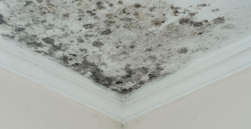 black mold removal services