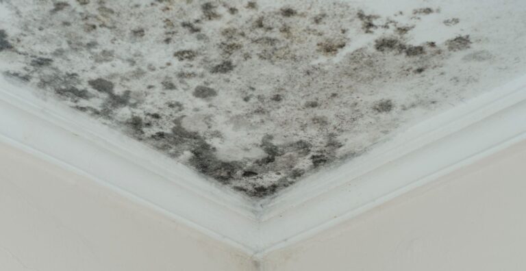 black mold removal services
