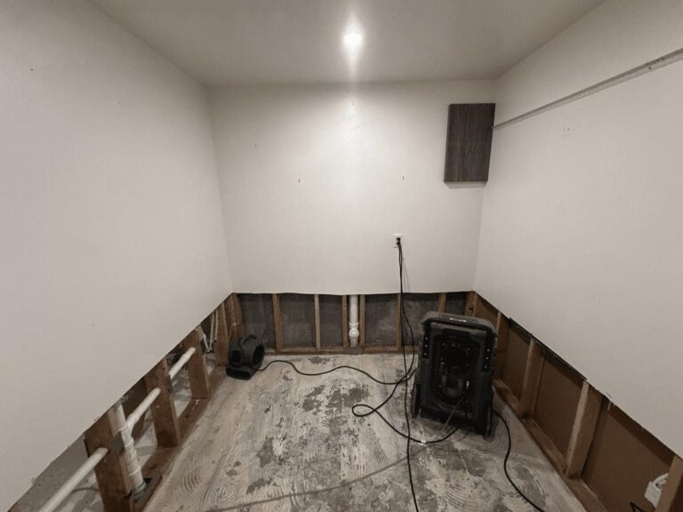 mold remediation process