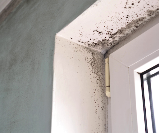 do i need a mold inspection
