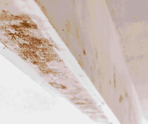 clean drywall mold with bleach