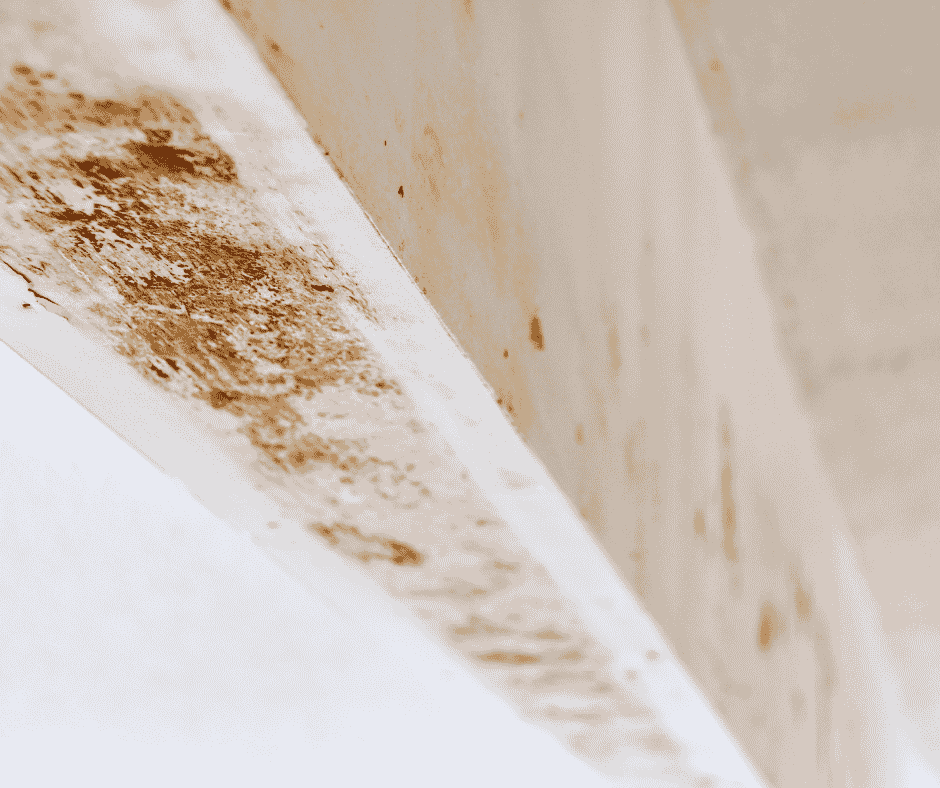 clean drywall mold with bleach